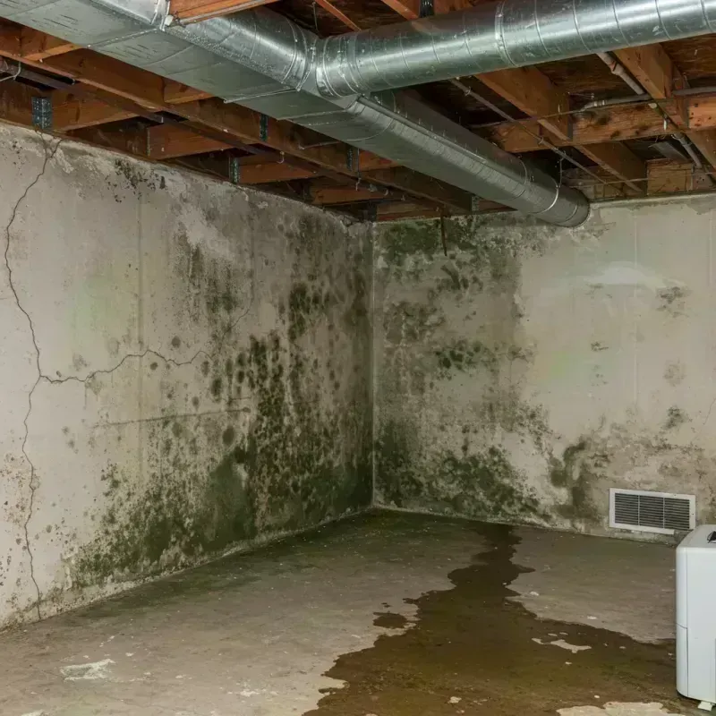 Professional Mold Removal in Hannibal, MO